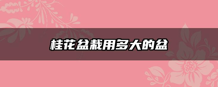 桂花盆栽用多大的盆
