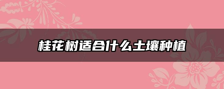 桂花树适合什么土壤种植
