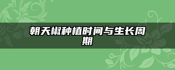 朝天椒种植时间与生长周期