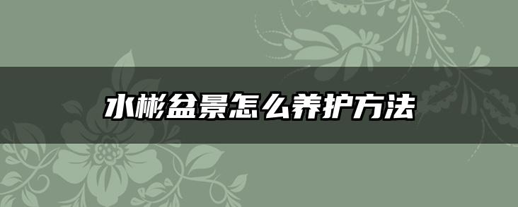 水彬盆景怎么养护方法