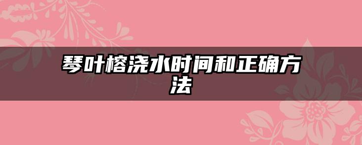 琴叶榕浇水时间和正确方法
