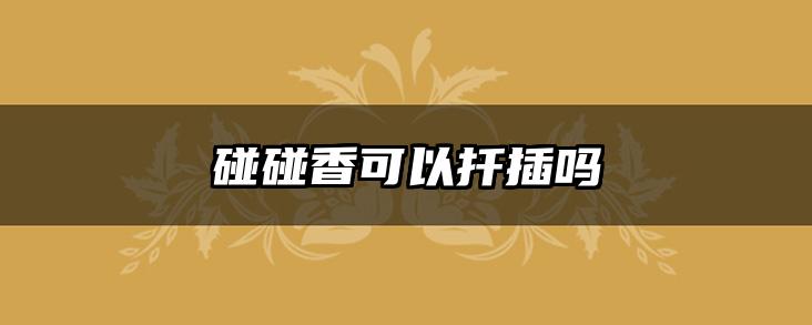 碰碰香可以扦插吗