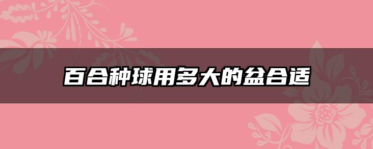百合种球用多大的盆合适
