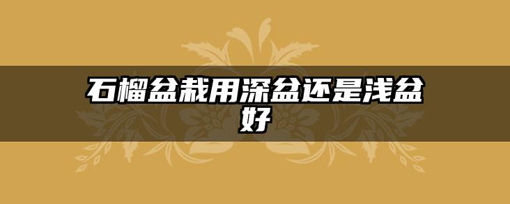 石榴盆栽用深盆还是浅盆好