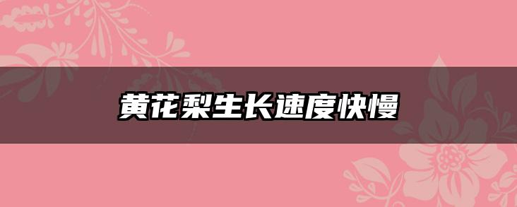 黄花梨生长速度快慢