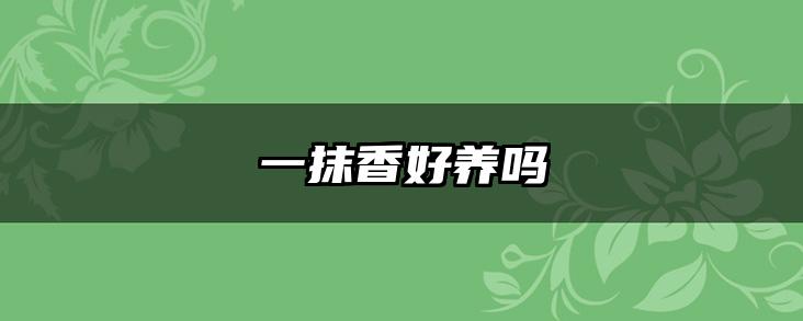 一抹香好养吗