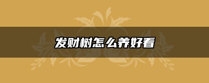 发财树怎么养好看