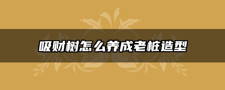 吸财树怎么养成老桩造型