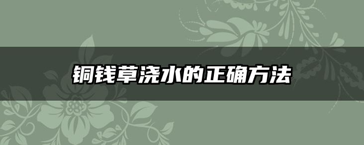 铜钱草浇水的正确方法