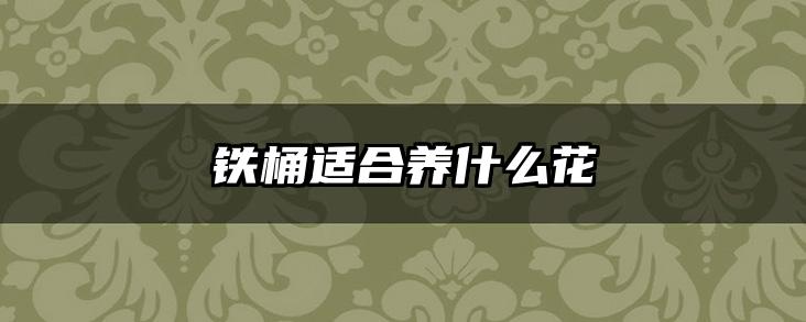 铁桶适合养什么花