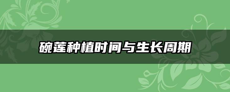 碗莲种植时间与生长周期