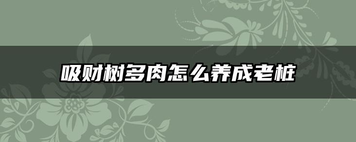 吸财树多肉怎么养成老桩