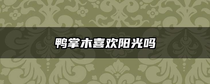 鸭掌木喜欢阳光吗