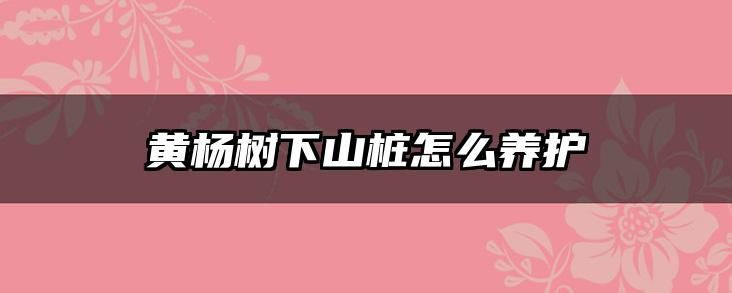 黄杨树下山桩怎么养护