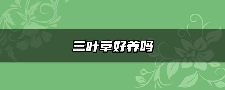 三叶草好养吗