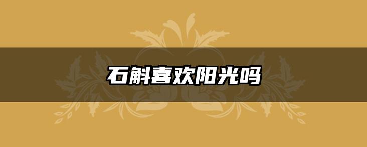 石斛喜欢阳光吗