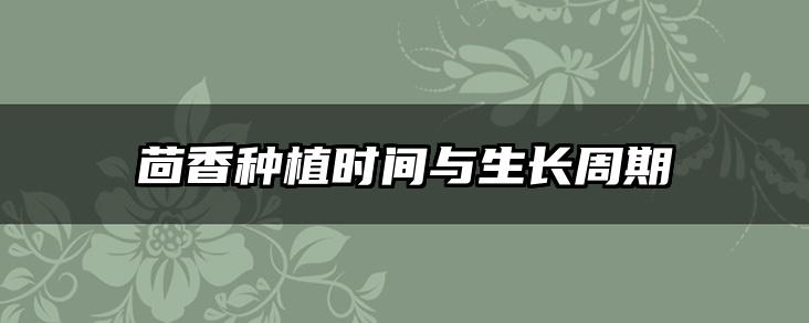 茴香种植时间与生长周期