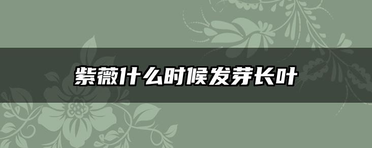 紫薇什么时候发芽长叶