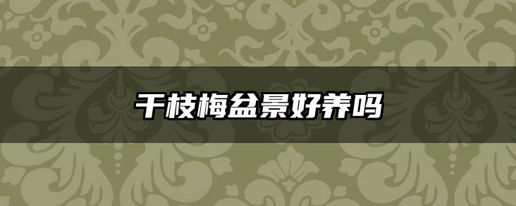 干枝梅盆景好养吗