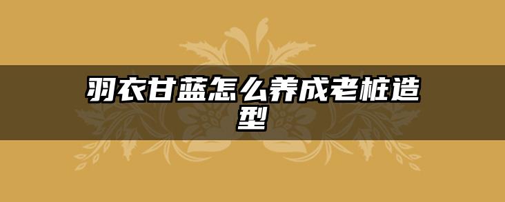 羽衣甘蓝怎么养成老桩造型