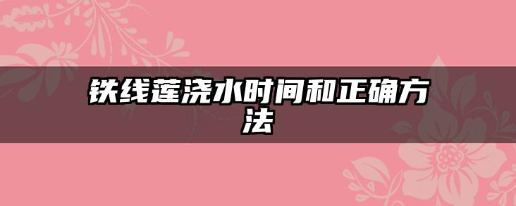 铁线莲浇水时间和正确方法