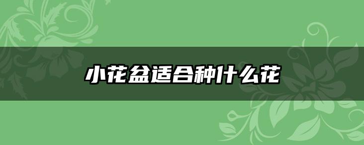 小花盆适合种什么花