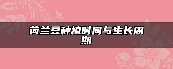 荷兰豆种植时间与生长周期