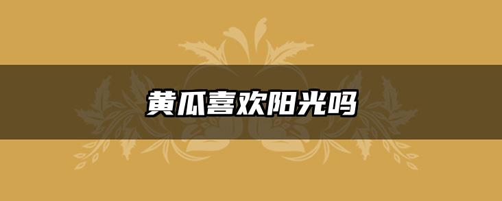 黄瓜喜欢阳光吗