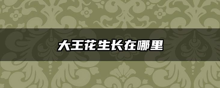 大王花生长在哪里