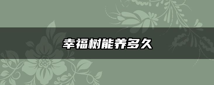 幸福树能养多久