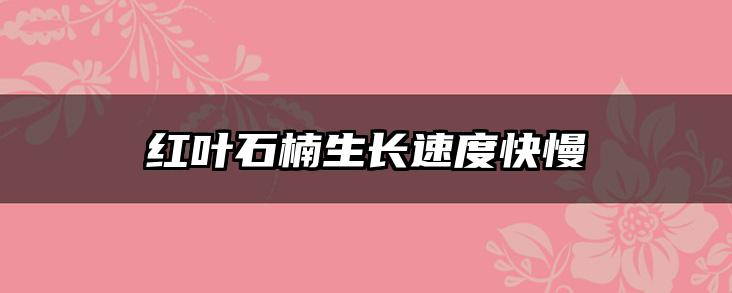 红叶石楠生长速度快慢
