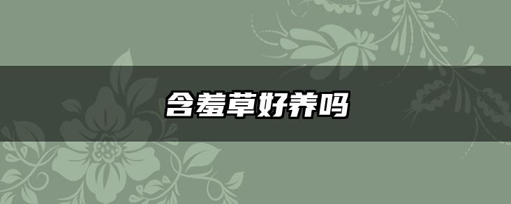 含羞草好养吗