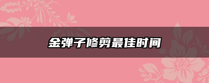金弹子修剪最佳时间