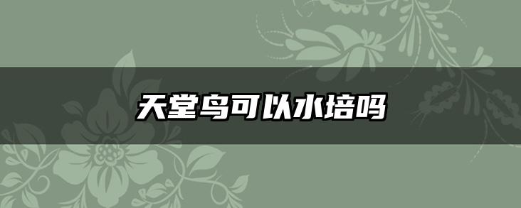 天堂鸟可以水培吗