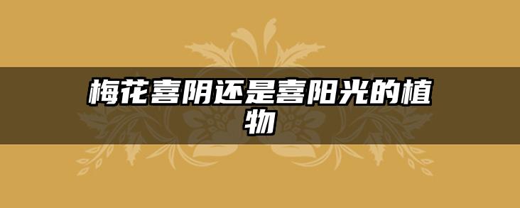 梅花喜阴还是喜阳光的植物