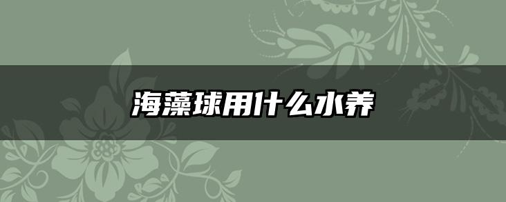 海藻球用什么水养