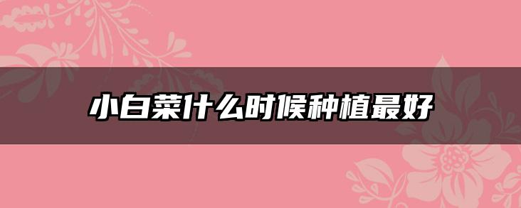 小白菜什么时候种植最好
