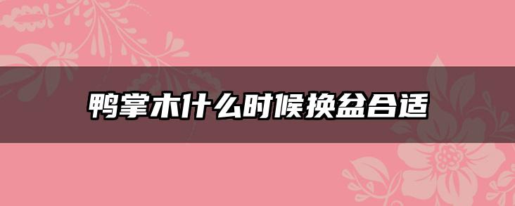 鸭掌木什么时候换盆合适