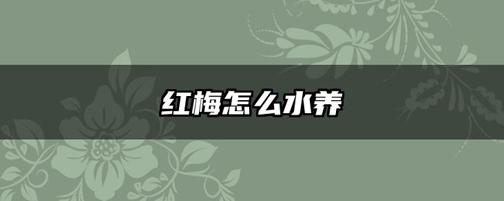 红梅怎么水养