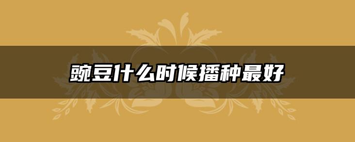 豌豆什么时候播种最好