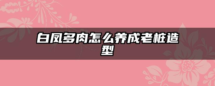 白凤多肉怎么养成老桩造型