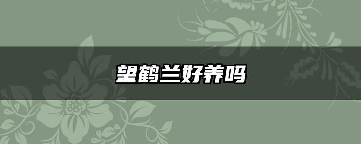 望鹤兰好养吗