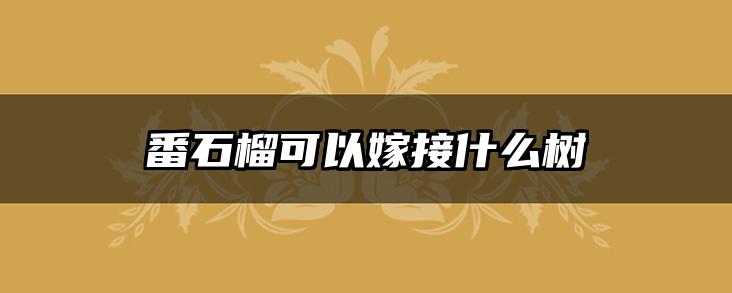 番石榴可以嫁接什么树