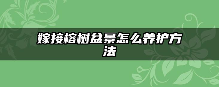 嫁接榕树盆景怎么养护方法