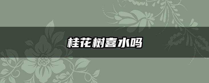 桂花树喜水吗