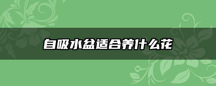 自吸水盆适合养什么花