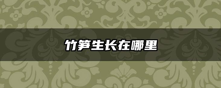 竹笋生长在哪里