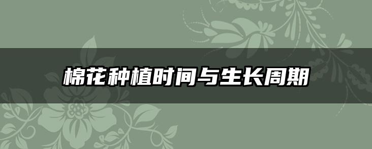 棉花种植时间与生长周期