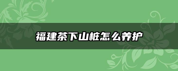 福建茶下山桩怎么养护