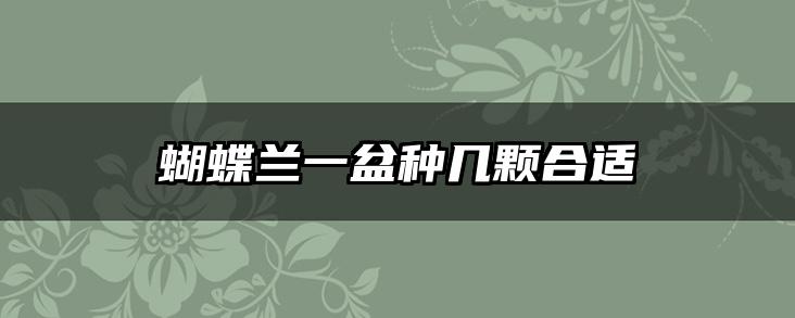 蝴蝶兰一盆种几颗合适